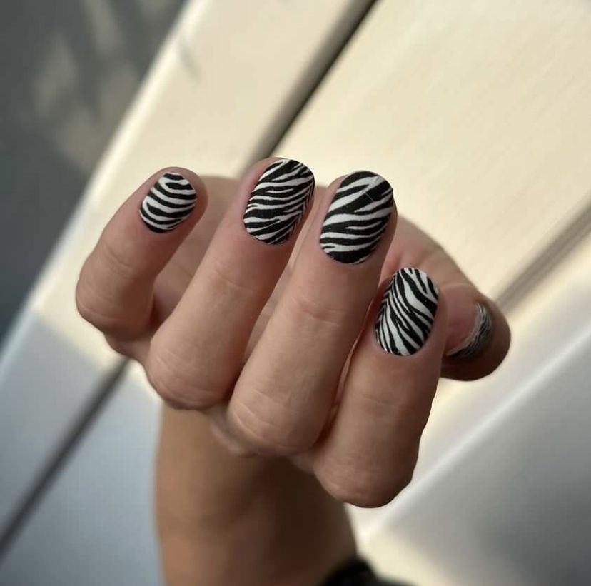 Zebra